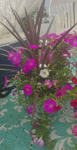All plants $10 each today