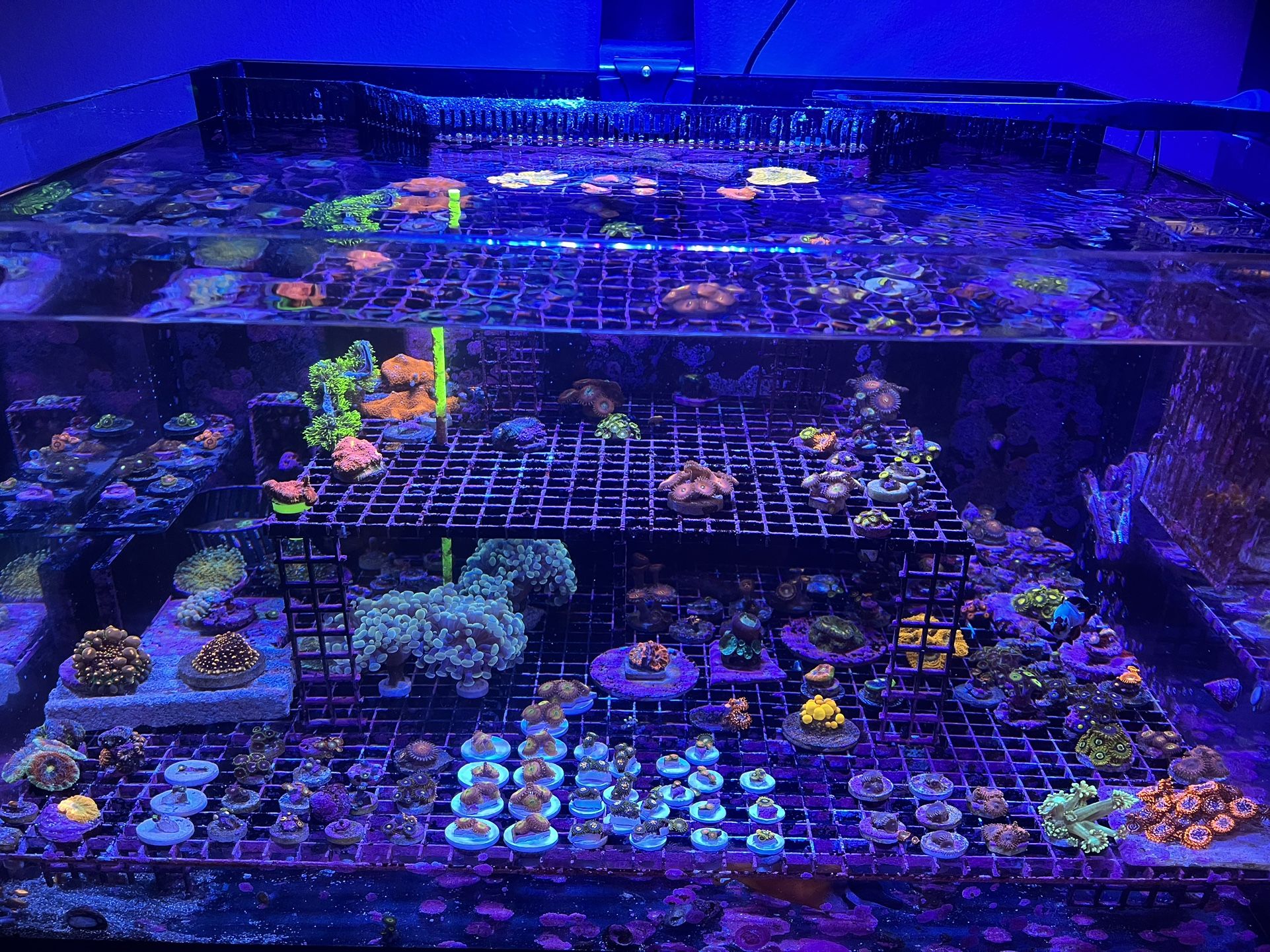 Coral Frag Tank Decor For Fake Plants