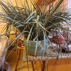 Plant