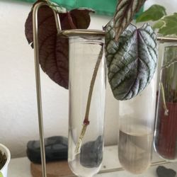 Rex Begonia Cuttings 