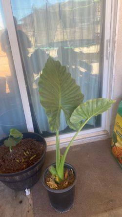 Plant