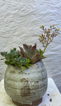 Succulent in ceramic pot