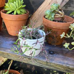 ruby necklace succulent Nice Pot