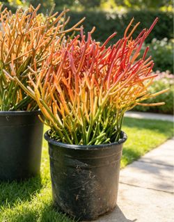 Fire Stick succulent succulents