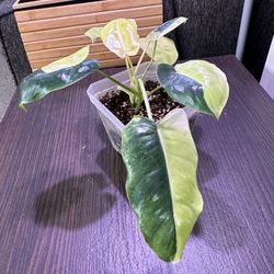 Variegated Burle Marx