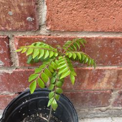 Indian Curry Leaf 