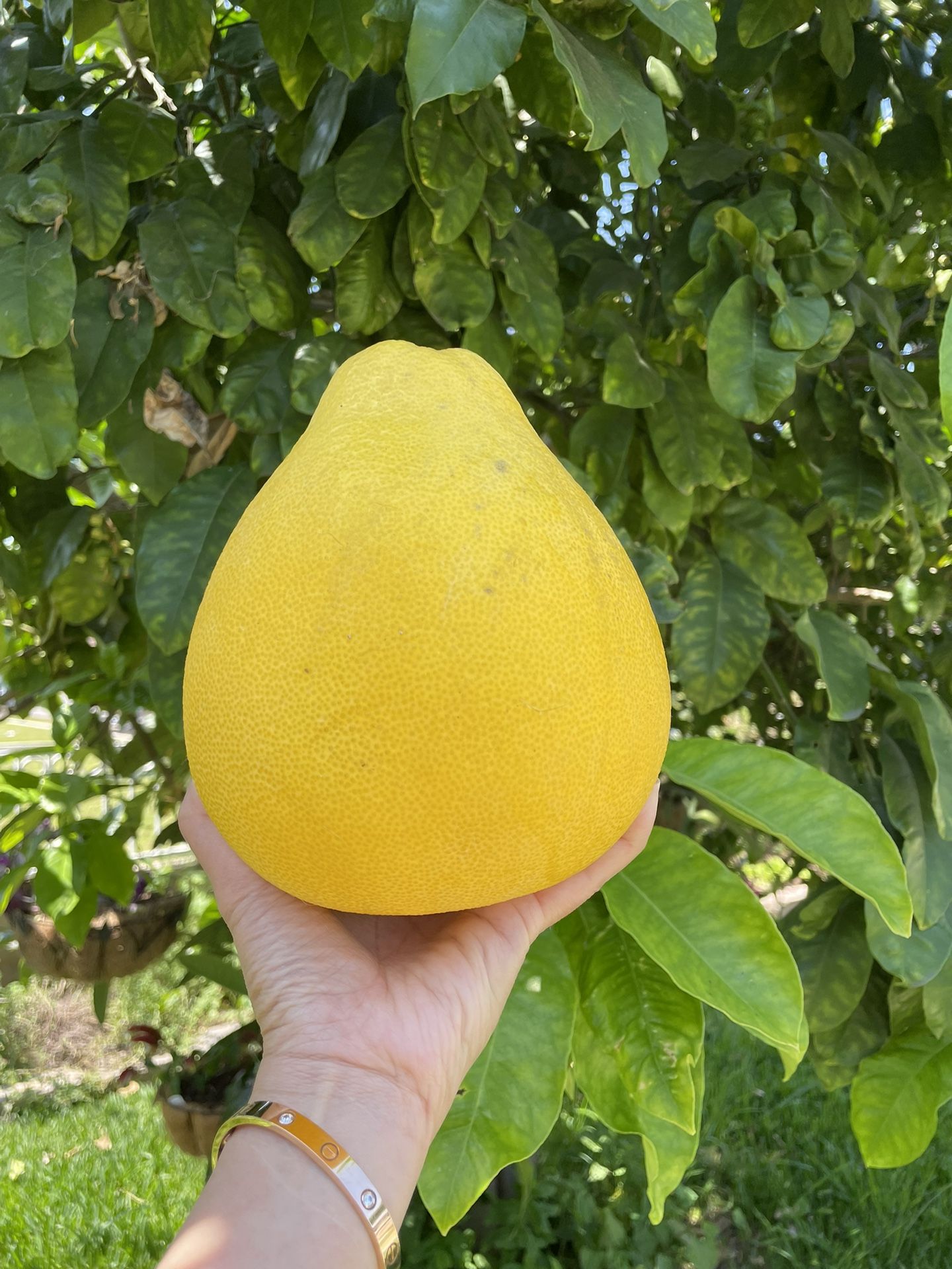 Pomelo Tree (Buoi Bien Hoa) - Most Popular Asian Variety