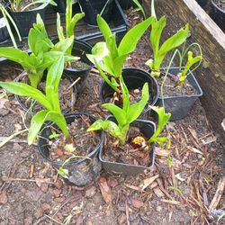 Spring crocus plants