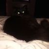 Kitty