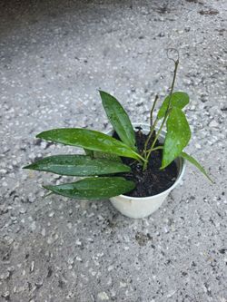 Purple hoya Publicalyx