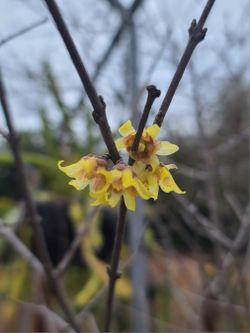 Wintersweet Tree