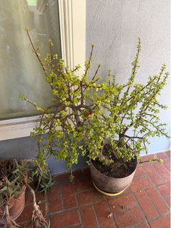 Portulacaria Afra (Elephant bush)