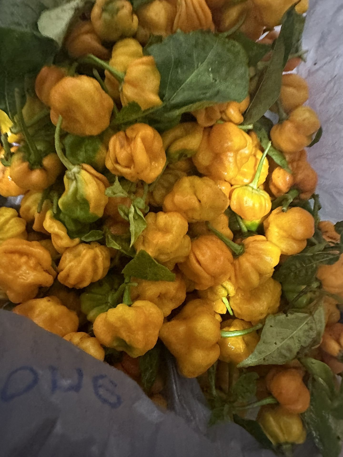 Fresh Peppers Picked Daily