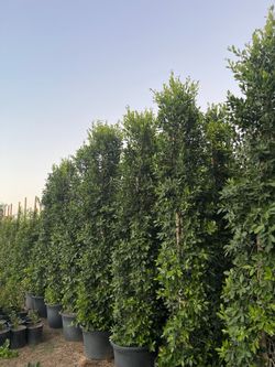 Ficus Nitida