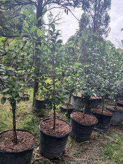 Gardenia trees 15gl $85🌸fragrant blooms