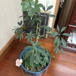 Beautiful And Healthy Umbrella Plant 