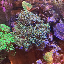 Cut To Frag Golden Torch Coral1 Head.