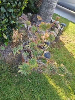 Succulent free