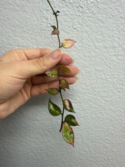Hoya lacunosa sp. Cianjur (Variegated)