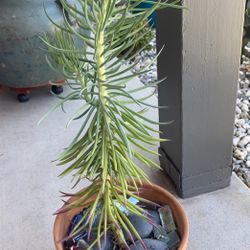 Beautiful Succulent Plant