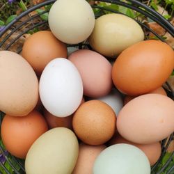 Fresh Organic Eggs 