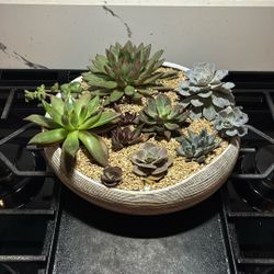 Large Potted Succulents