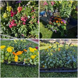 SNAPDRAGONS, CALENDULA & OTHER FLOWERS