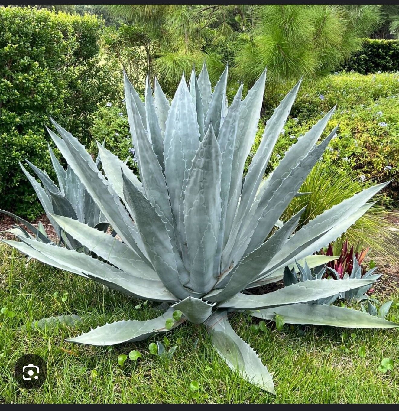 AGAVE AMERICANA FOR SALE!!!