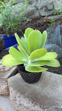 Succulent paddle plant 10 inches tall
