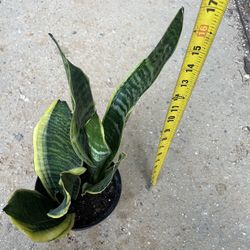 6” Pot Super Healthy Snake Plant, 95820