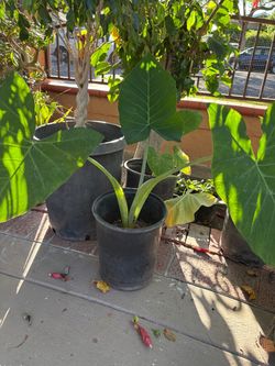 Elephant ear plants