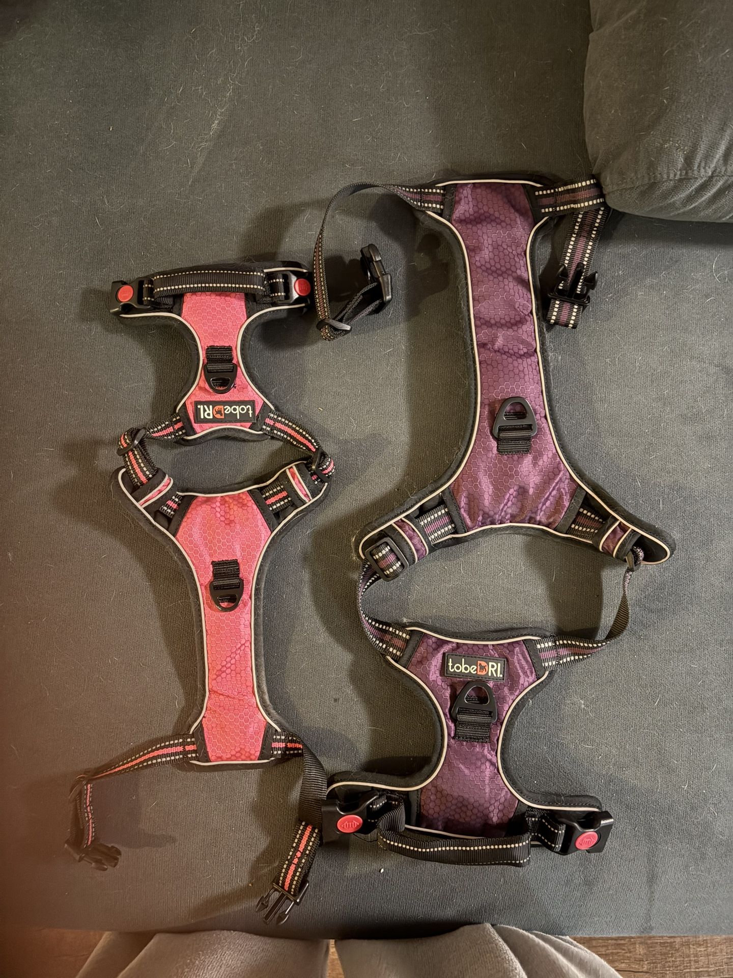 Double Dog Leash With Retract Leads. And Harnesses 