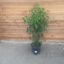 Planta De Chile De Árbol