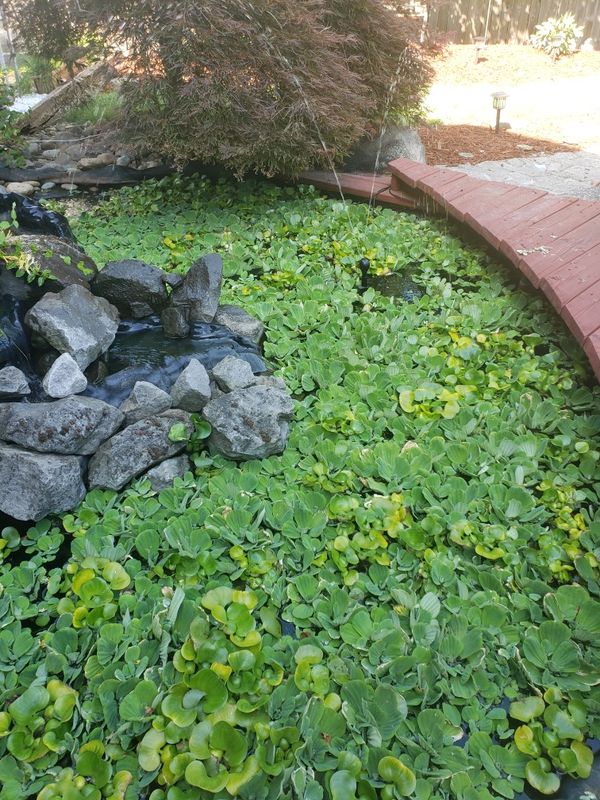 Pond Plants for Sale! for Sale in Vancouver, WA OfferUp