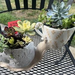 Cute Succulents 