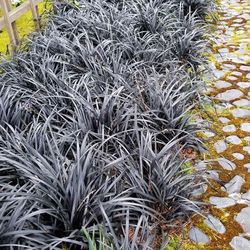 Black Mondo Grass Plants —