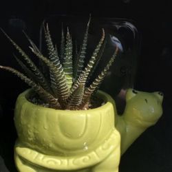 succulents 