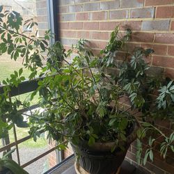 Dwarf Umbrella Tree Plant 