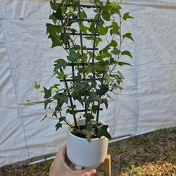 English Ivy Plant 