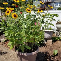 Beautiful Perennials  brandnew Pot 