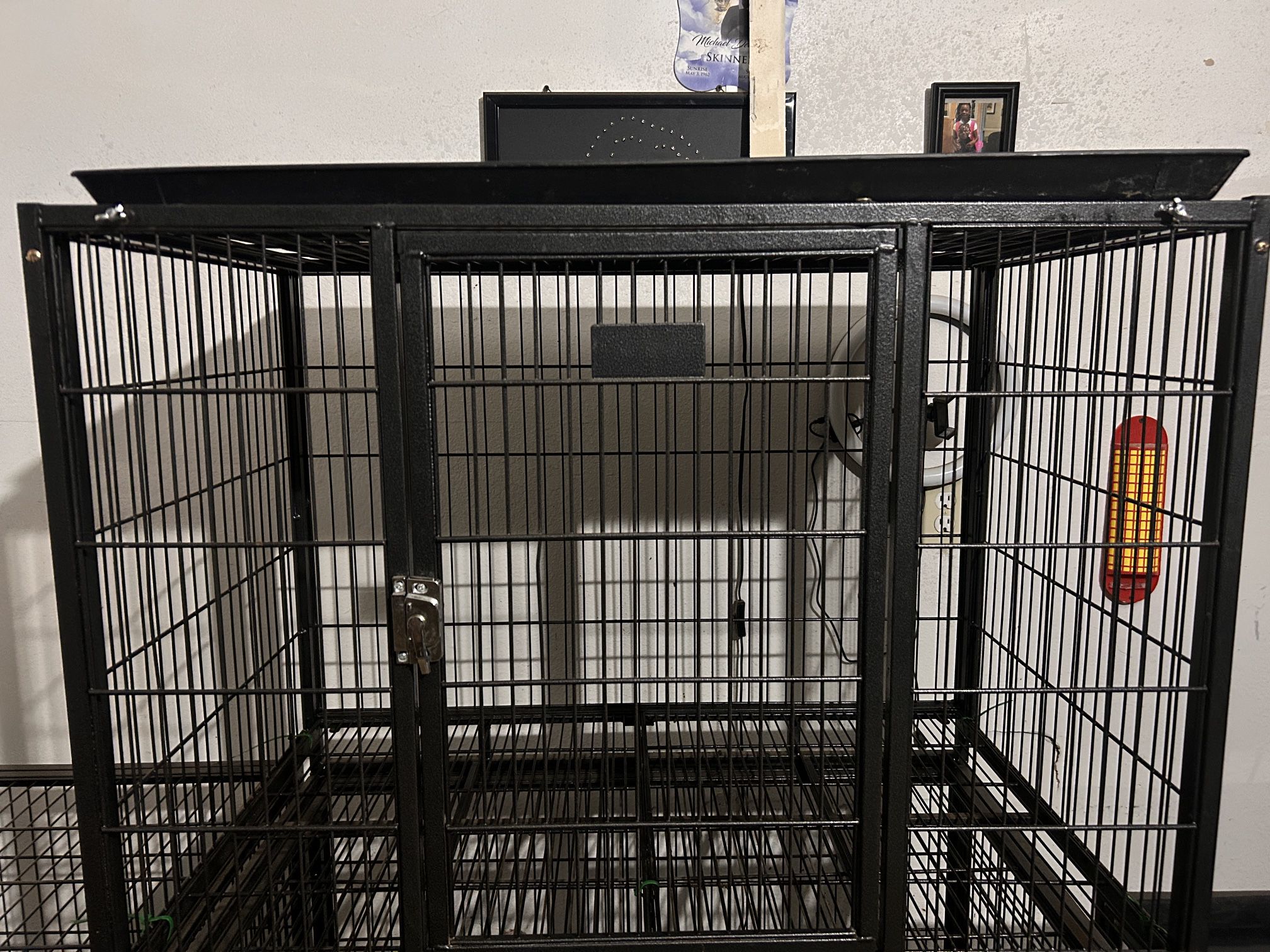 37 And 43 In Dog Crates