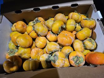 Persimmon