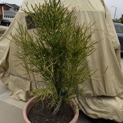 Firestick Aka Pencil Plant
