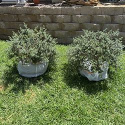 Low Coast Rosemary Plant