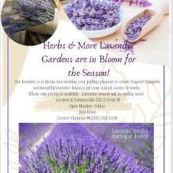 Local Fresh Cut Lavender