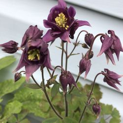 Russian Dwarf Columbine Perennial Plant