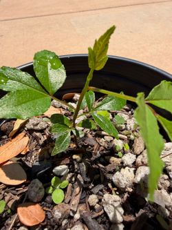 Chinese pepper tree