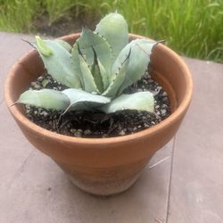 Cuctus Plantin Ceramic Pot