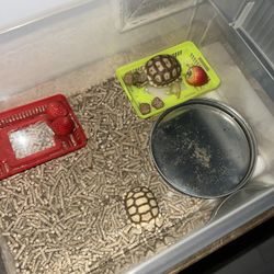 Reptile Bedding For Sale