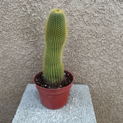 Parodia Leninghausii Cactus 